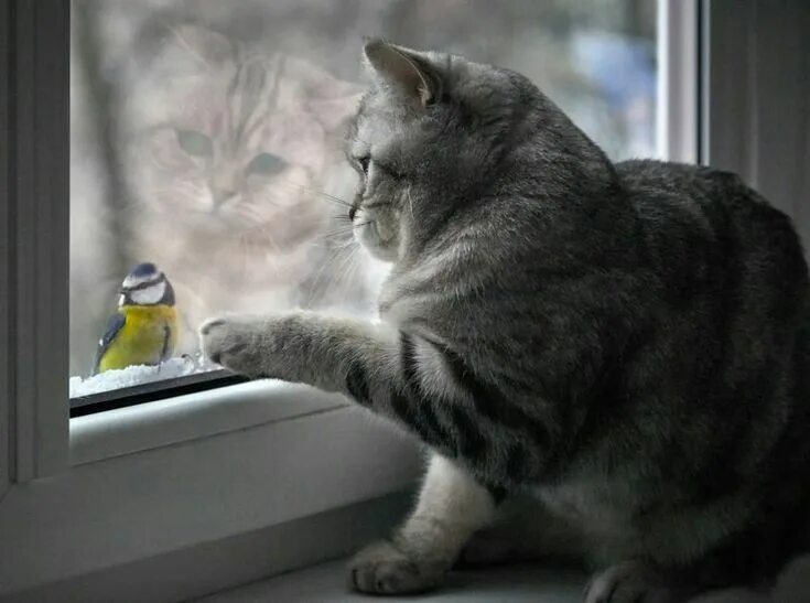 Кот смотрит в окно фото Pin on Кот, собака и другие. Фото. Cats, Super cute cats, Kittens