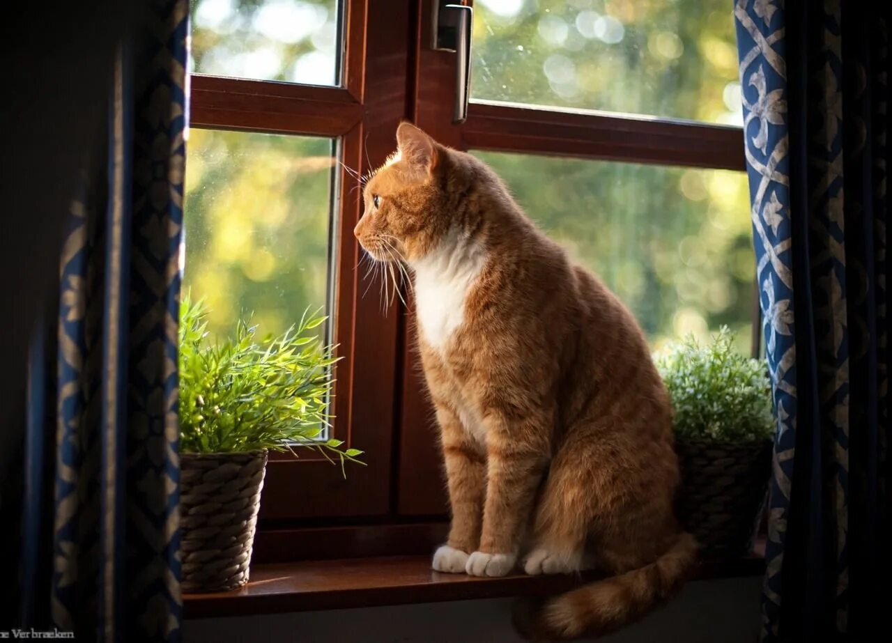 Кот смотрит в окно фото malemalefica: "Curiosity of the cat" Orange tabby cats, Cat sleeping, Cat window