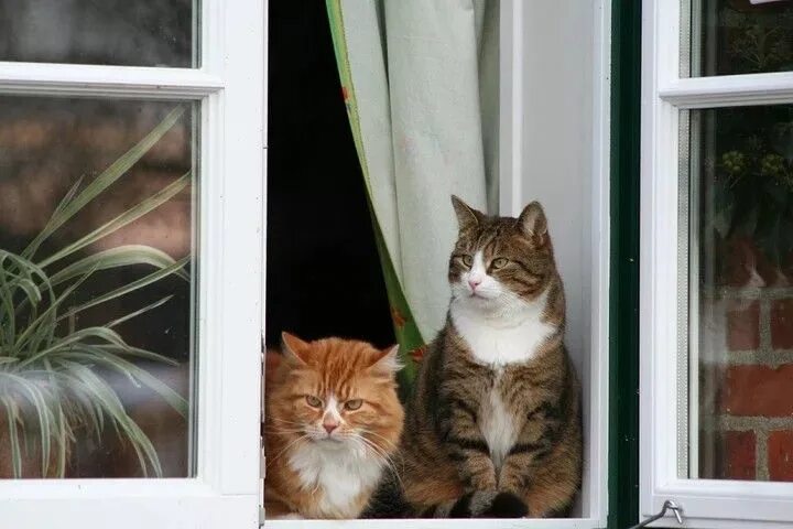Кот смотрит в окно фото Пин на доске *CATS ON THE WINDOW* Котята, Кошачьи, Кошки