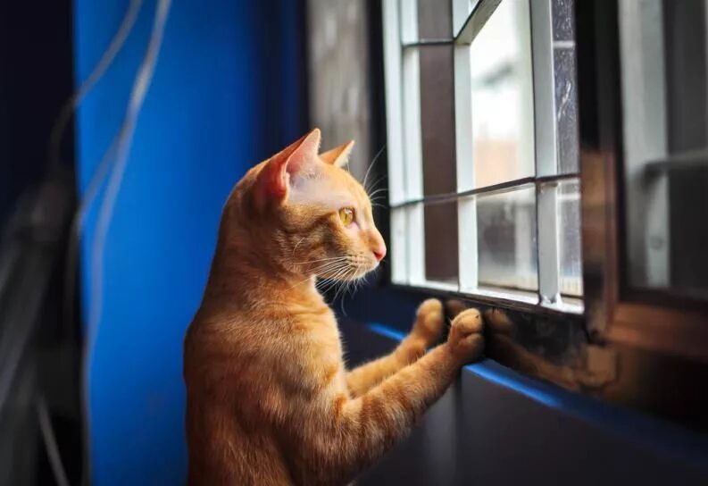 Кот смотрит в окно фото Así es como puedes hacer de tu apartamento pequeño un lugar más divertido para t