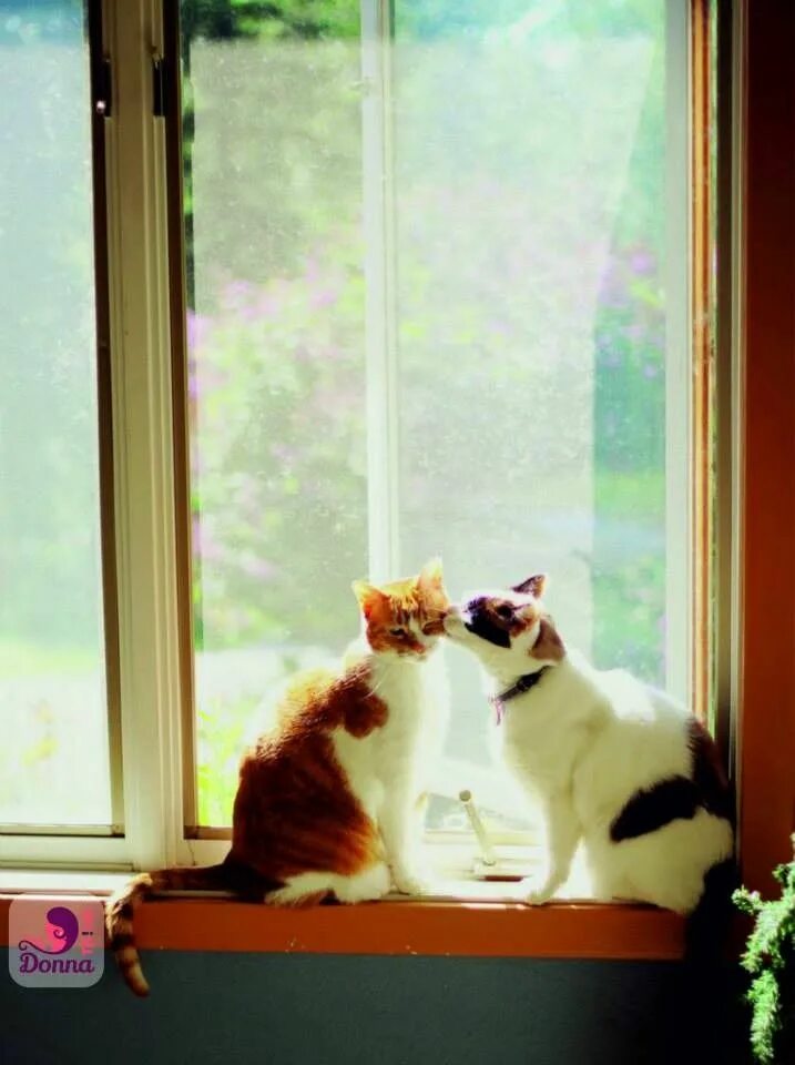 Кот смотрит в окно фото il blog su interessi e passioni delle donne Gatti pazzi, Bei gatti e Gatti carin