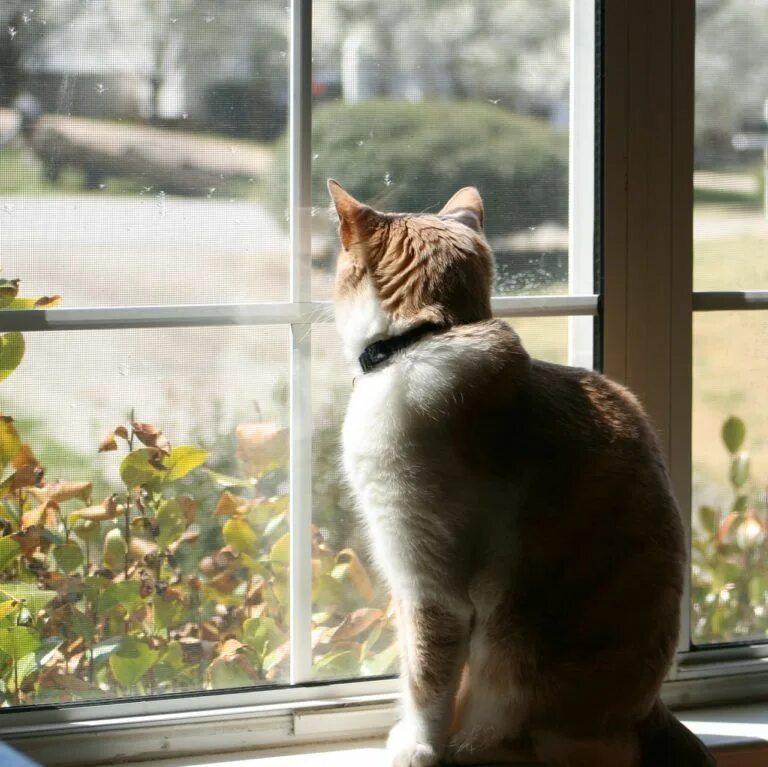 Кот смотрит в окно фото Transitioning An Indoor/Outdoor Cat to Indoor Only * Feline Engineering Outdoor 
