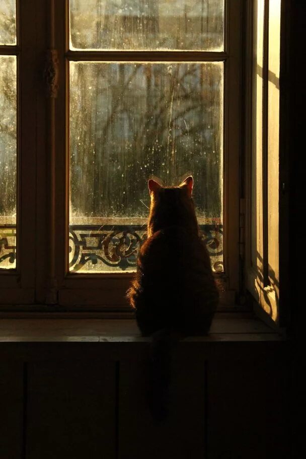 Кот смотрит в окно фото They Own The Internet: 36 Photos Of Cats Lounging By The Window - Leaky Lifeboat
