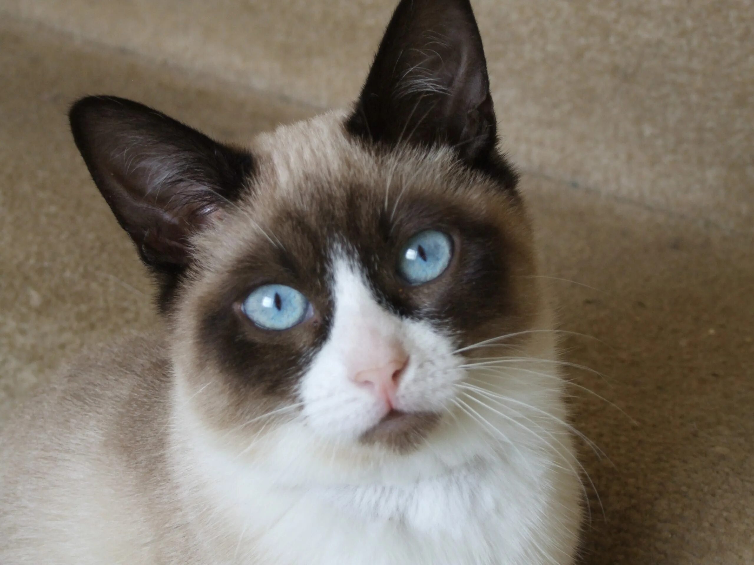 Кот сноу шу фото Snowshoe Information - Sapphirestar Cats