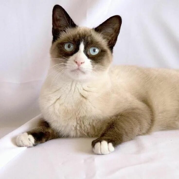 Кот сноу шу фото The Rare Snowshoe Cat & Its Unique Characteristics Snowshoe cat, Rare cats, Cat 