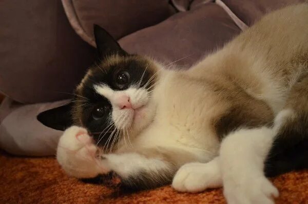 Кот сноу шу фото #Безкота_добро