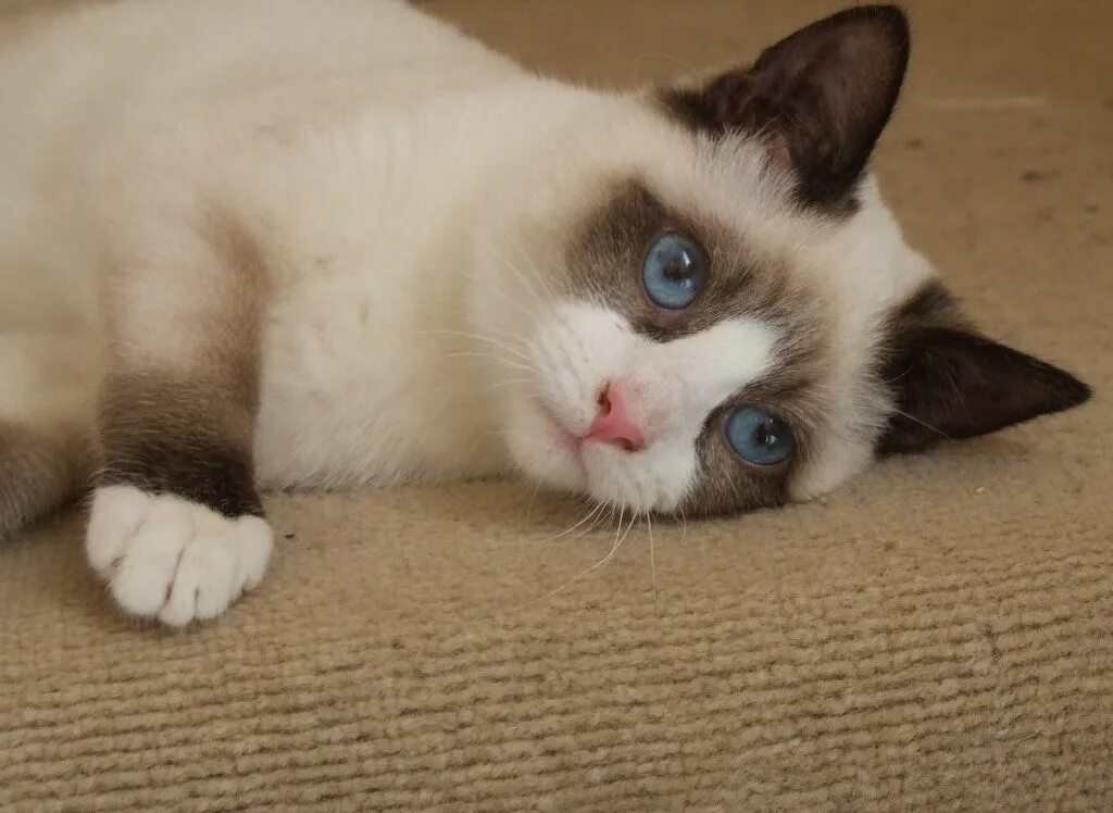 Кот сноу шу фото The Rare Snowshoe Cat & Its Unique Characteristics Snowshoe, Gatos, Gatos salvaj