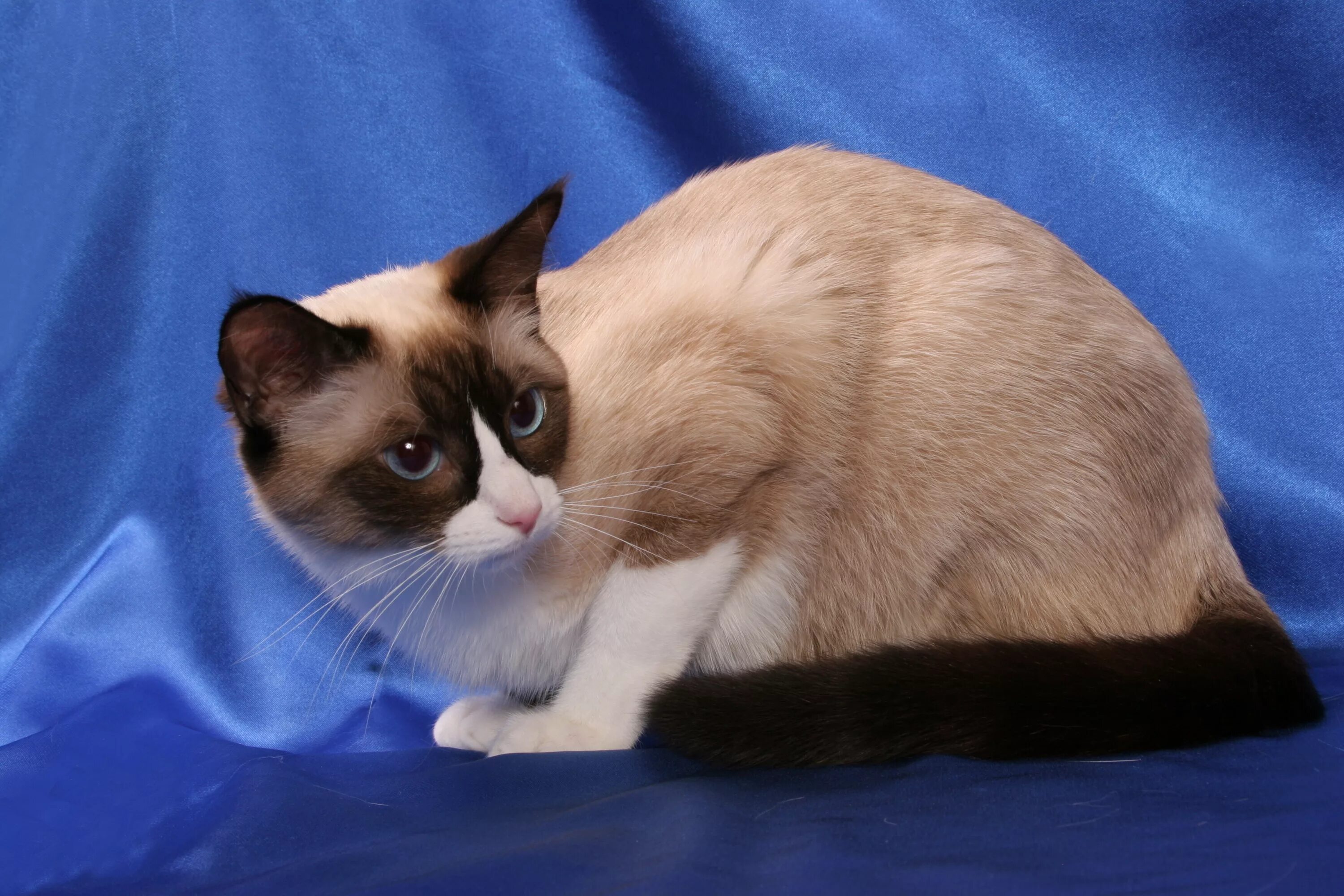 Кот сноу шу фото Snowshoe - Brit