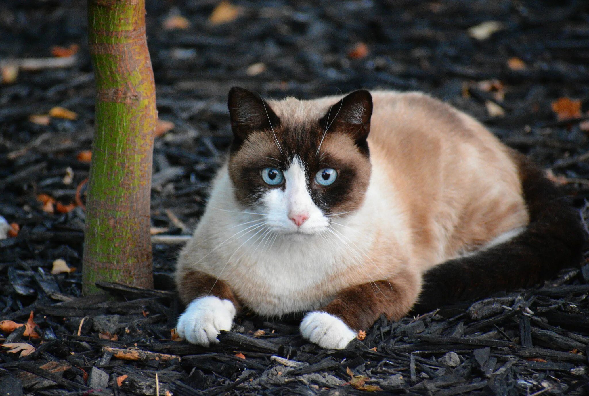 Кот сноу шу фото Beautiful Snowshoe Cats: Intelligent and Affectionate