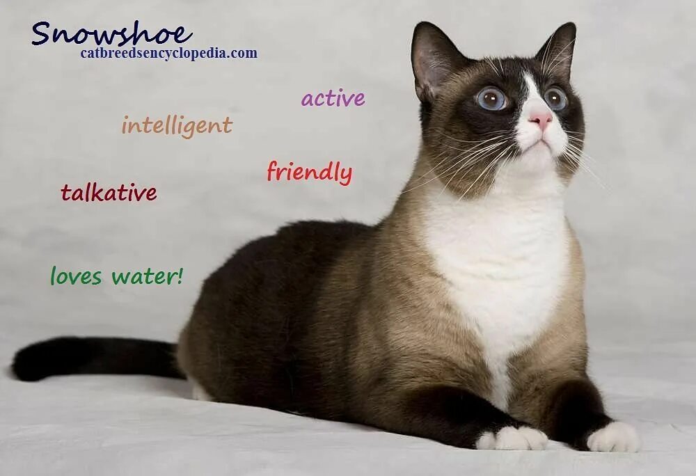 Кот сноу шу фото The Snowshoe Cat - Cat Breeds Encyclopedia Snowshoe cat, Snow shoes, Cat breeds