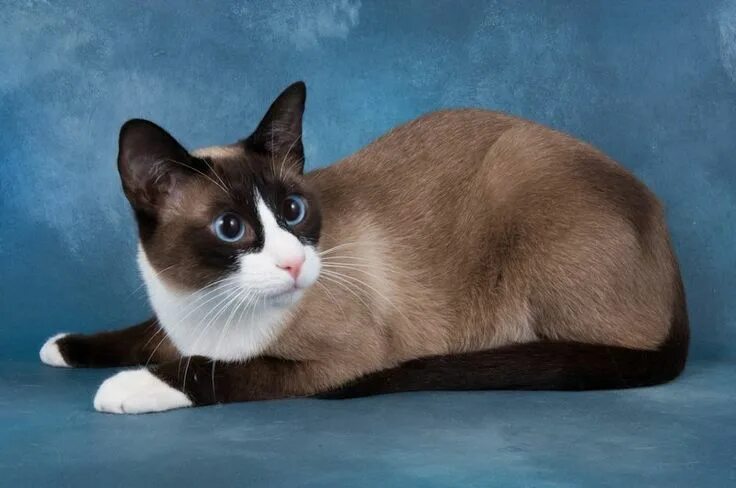 Кот сноу шу фото 10 Things You Should Know About The Snowshoe Cat Snowshoe cat, Cat breeds, Cute 