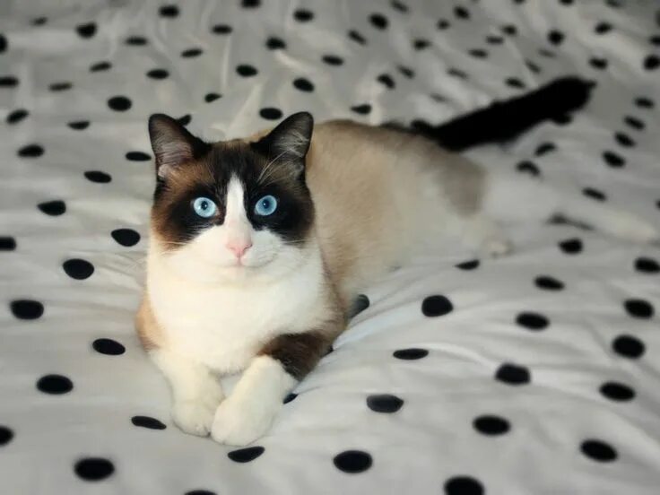 Кот сноу шу фото Beautiful! Сноу-шу, Милые котики, Красивые кошки