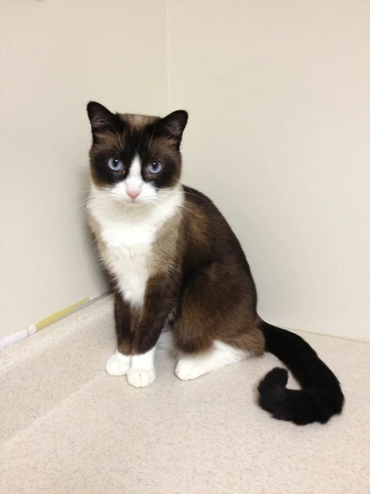 Кот сноу шу фото Snowshoe - Affectionate Cat Breeds #catbreeds Cat breeds, Snowshoe cat, Siamese 