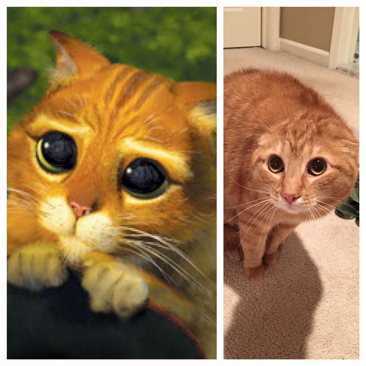 Кот со шрека с глазами фото Design on cute pets Cats, Animals, Cute cats