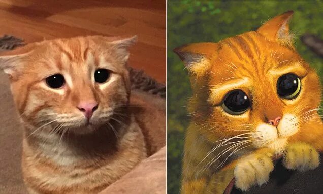 Кот со шрека с глазами фото Marty the cat does his impression of Puss in Boots from Shrek