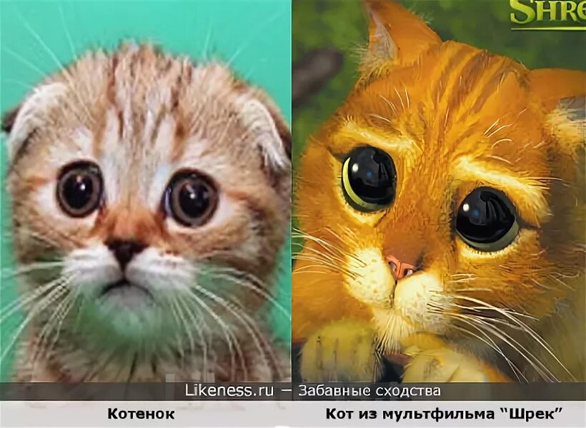 Кот со шрека с глазами фото Ответы Mail.ru: Какая у вас мимика, когда вы объясняете начальству-почему опозда