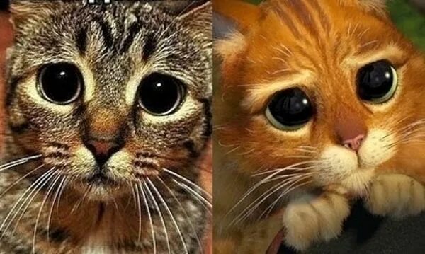 Кот со шрека с глазами фото Коты, похожие на героев кино и мультфильмов Cute cats, Cats, Drawings