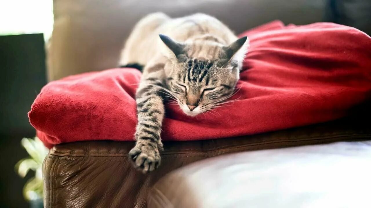 Кот спит фото Картина на холсте 50x50 LinxOne "Кот красный лапа спит кошка" интерьер для дома 