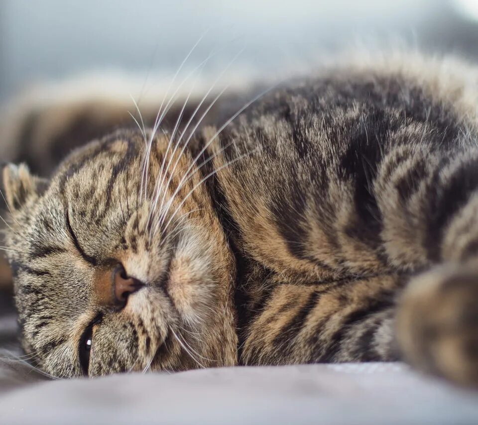 Кот спит фото Download wallpaper tabby cat, lying on his side, squints, section cats in resolu