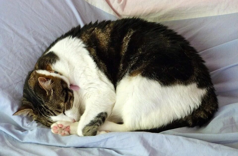 Кот спит фото Эмоциональный выбор: кошки, которые спят не там, где им следует это делать - СМИ