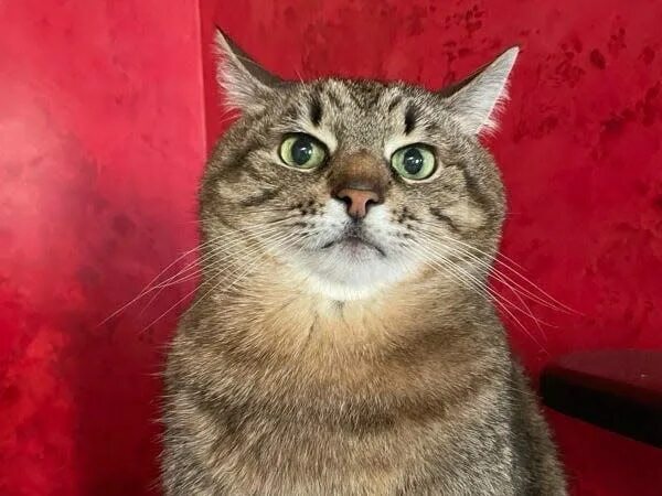 Кот степан фото Cats: Ukraine's secret weapon in the war with Russia