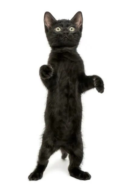 Кот стоит на задних лапах фото Best Black Kitten Stock Photos, Pictures & Royalty-Free Images - iStock