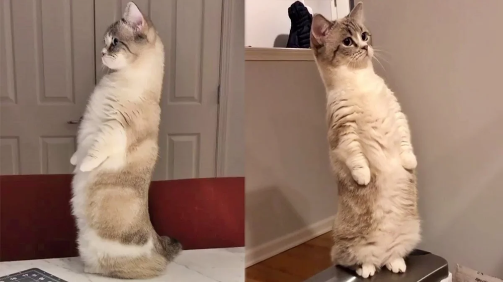 Кот стоит на задних лапах фото Манчкин: А как прыгать? Реальная жизнь кота, чьи лапы в 2 раза короче положенног