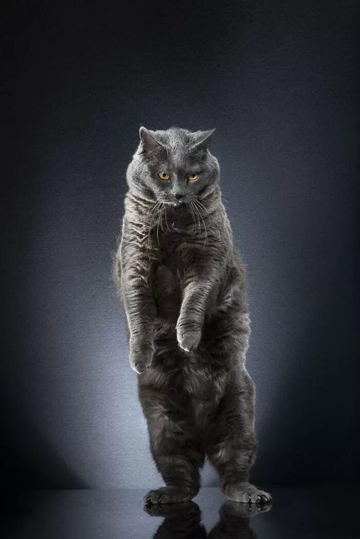 Кот стоит на задних лапах фото 10+ Great Photos of Fabulous Cats Standing on Two Legs Cat photo, Cat stands, Ca