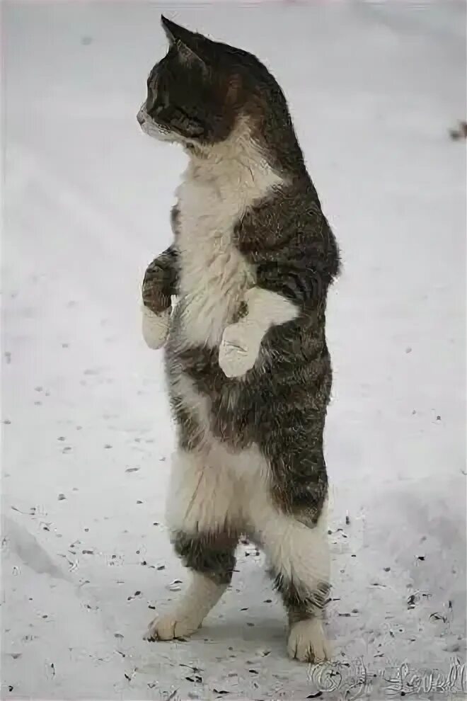 Кот стоит на задних лапах фото Helpful References for Drawing Cat Hind Legs