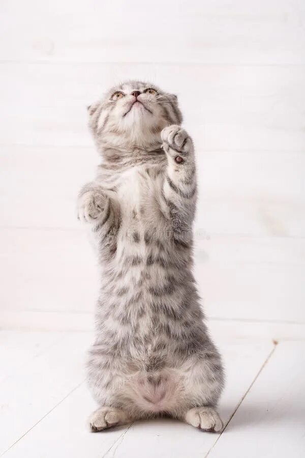 Кот стоит на задних лапах фото British Kitten Stands Looks Stock Photos - Free & Royalty-Free Stock Photos from