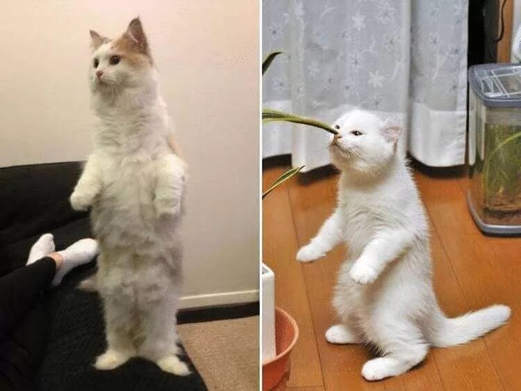 Кот стоит на задних лапах фото Уморительная галерея кошек, умеющих стоять и сидеть на задних лапках! - Лист Кле