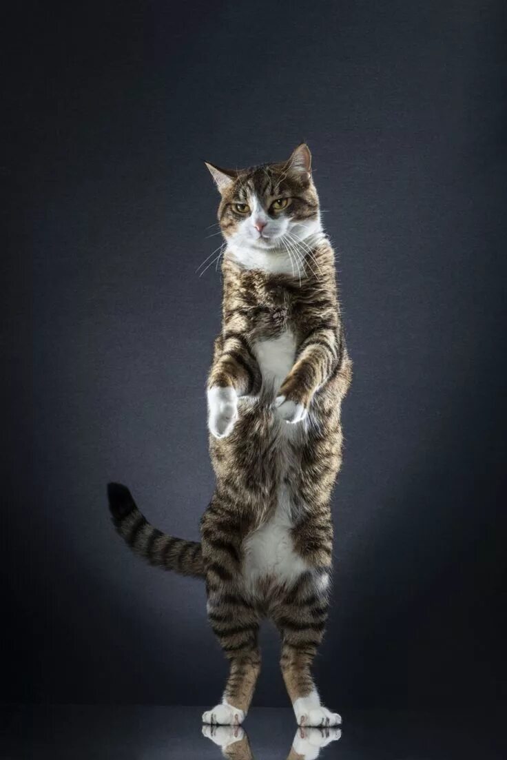 Кот стоит на задних лапах фото PHOTOS: Cutest catwalk - model cats show off to the camera Cat photo, Animal pla