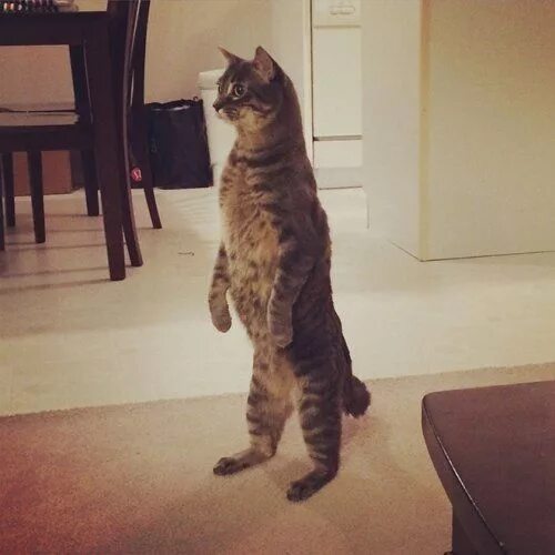 Кот стоит на задних лапах фото Кошки, которые уже научились стоять на двух лапах Cat stands, Cats, Funny cats