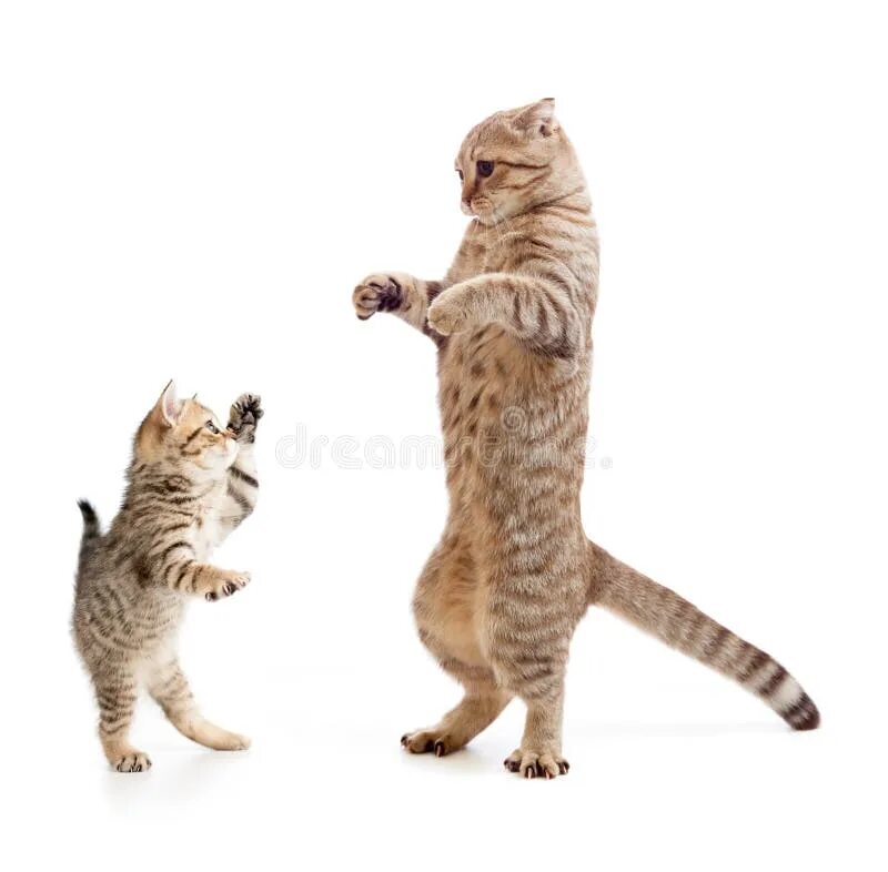 Кот стоит на задних лапах фото Funny Standing Playful Kitten Stock Photo - Image of kitty, breed: 47246358