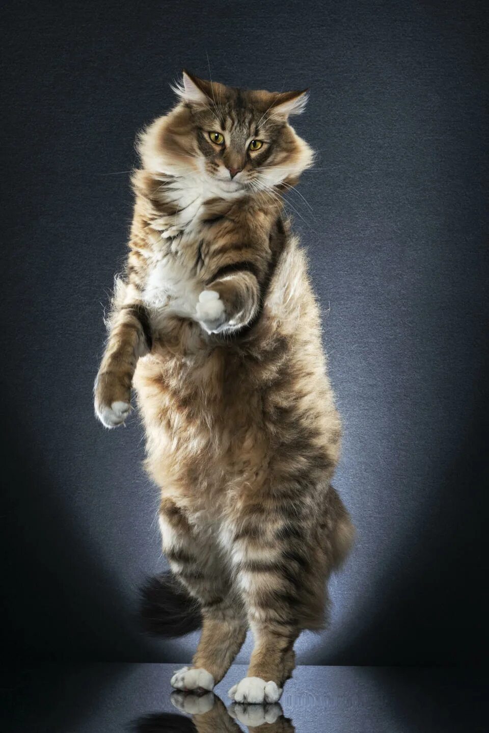 Кот стоит на задних лапах фото PHOTOS: Cutest catwalk - model cats show off to the camera