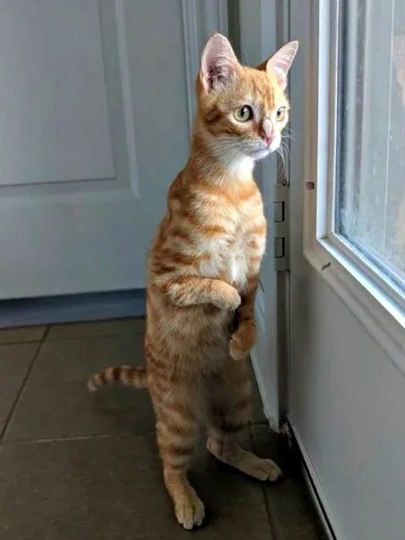 Кот стоит на задних лапах фото Котики " Ждуны " - Фотография 47 из 92 ВКонтакте