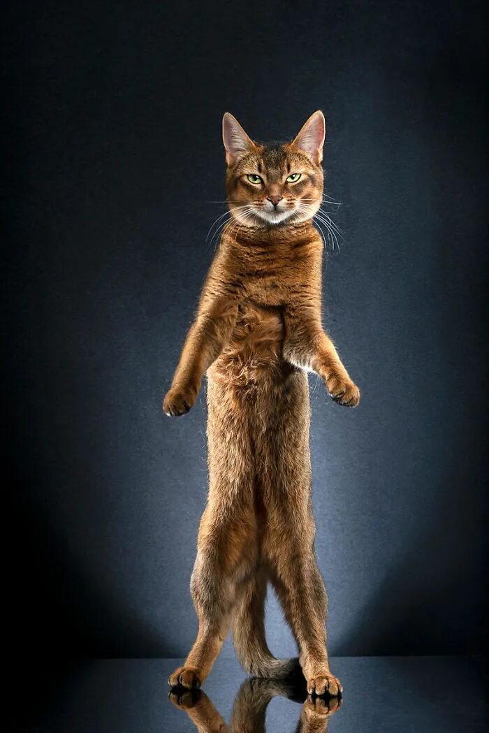 Кот стоит на задних лапах фото Cali Cats, Cat pose, Cat photography