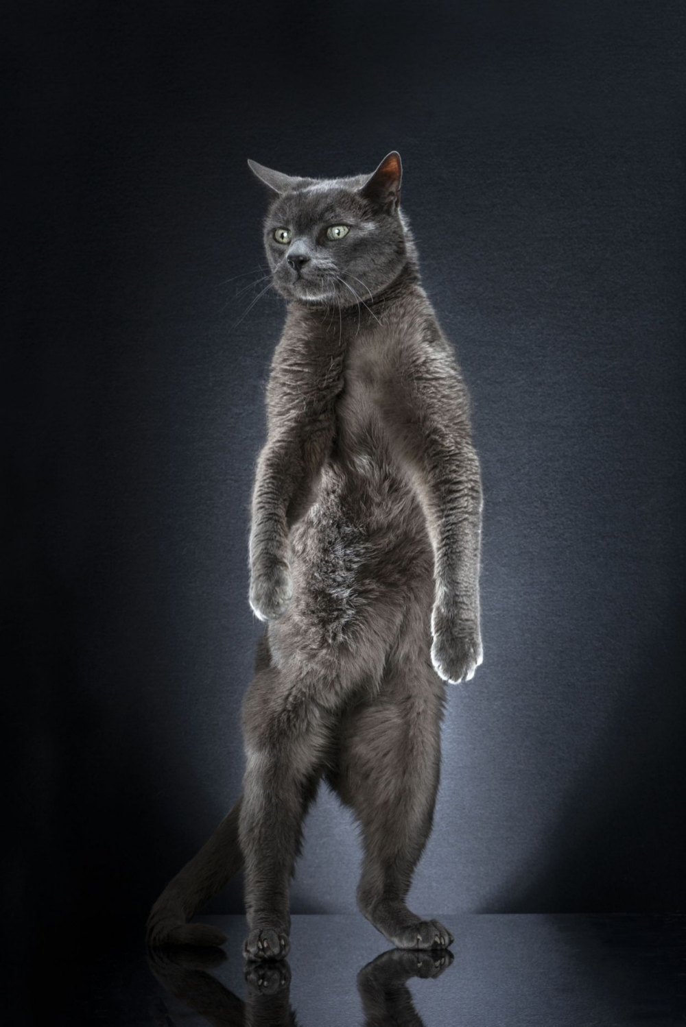 Кот стоит на задних лапах фото PHOTOS: Cutest catwalk - model cats show off to the camera Katzen