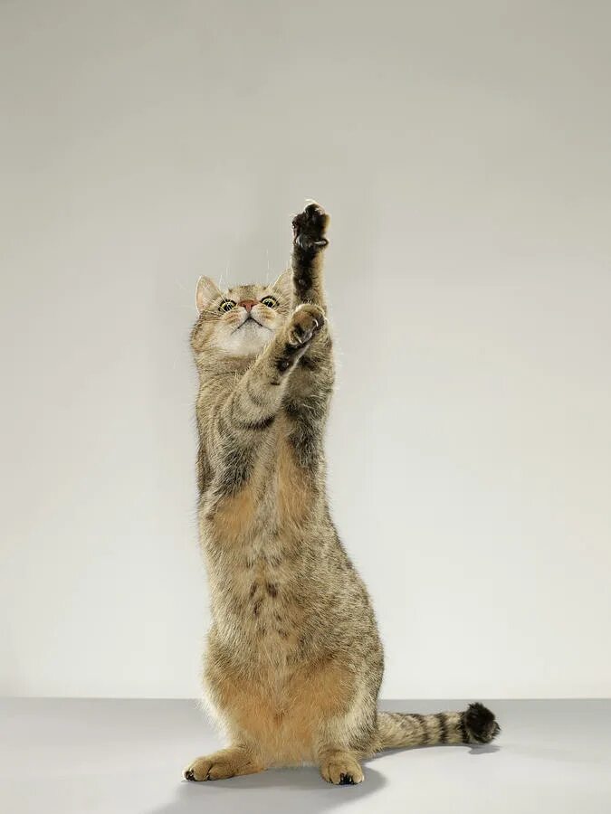 Кот стоит на задних лапах фото Tabby Cat Standing On Hind Legs With Photograph by Michael Blann - Fine Art Amer