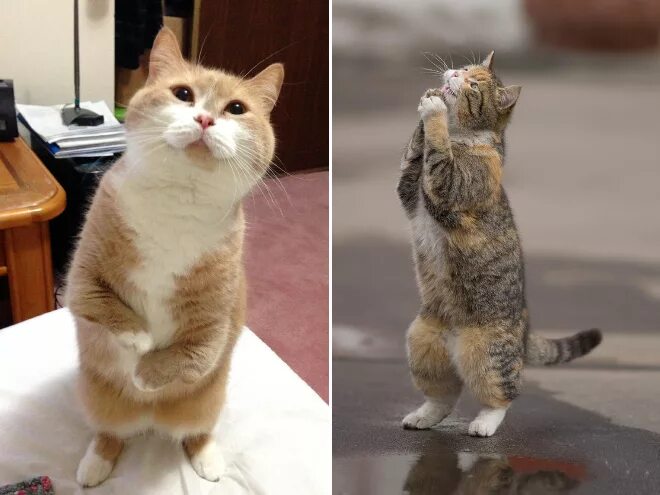 Кот стоит на задних лапах фото Hello, Human. I Am Also Human.