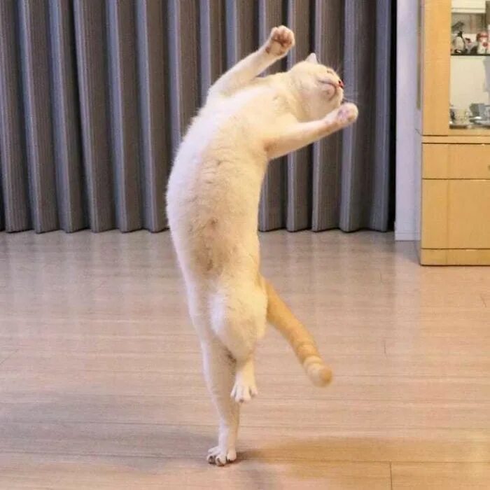 Кот стоит на задних лапах фото Dancing Ninja Cat Dancing cat, Jumping cat, Funny cat videos
