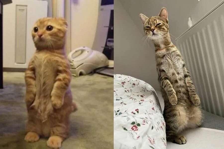 Кот стоит на задних лапах фото 15 смешных котов, которые стоят на задних лапах, и кажется, что им так даже удоб