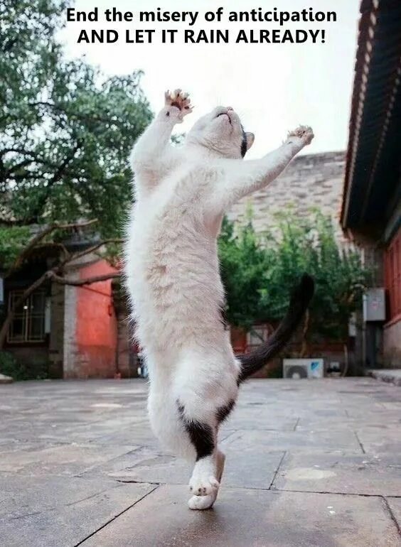 Кот стоит на задних лапах фото End the misery Dancing cat, Funny animals, Dog cat