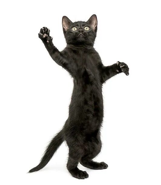 Кот стоит на задних лапах фото Более 1 900 работ на тему "Black Cat Looking Up": стоковые фото, картинки и изоб