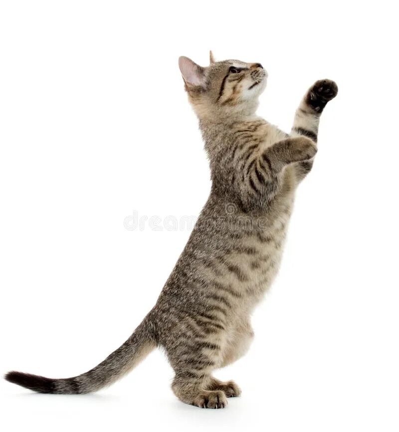 Кот стоит на задних лапах фото Cute tabby kitten stock image. Image of playing, adorable - 34253229