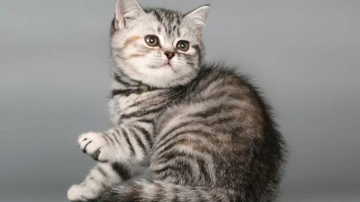 Кот страйт фото British Shorthair Kitten HD Wallpaper British shorthair kittens, British shortha