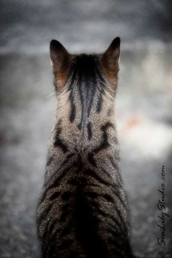 Кот сзади фото Henry's Head : Cat Photo Meow Animal Pet Photography Tabby Cat Lover Tan Black T