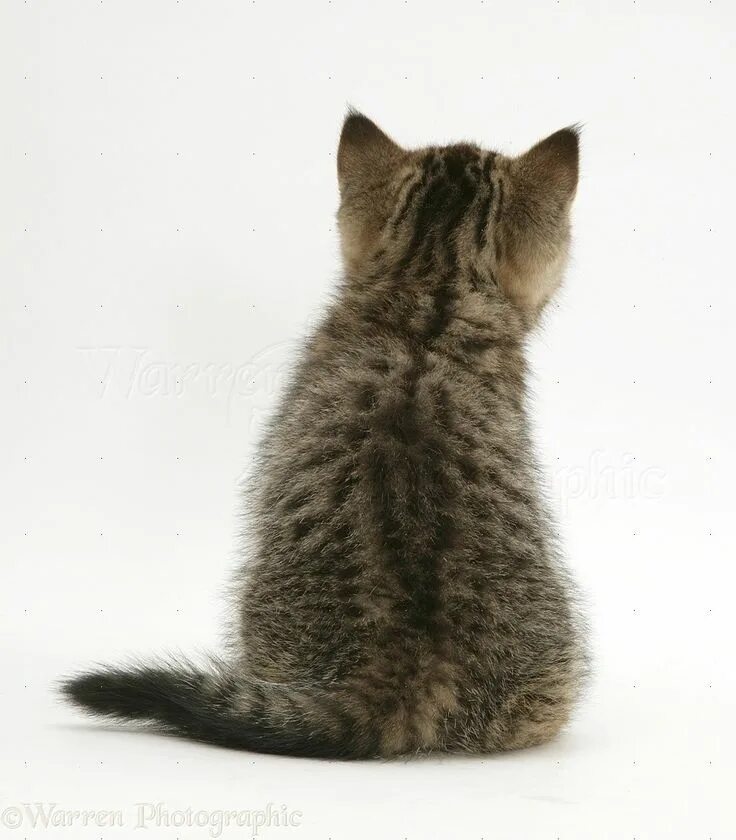 Кот сзади фото Pin på chat