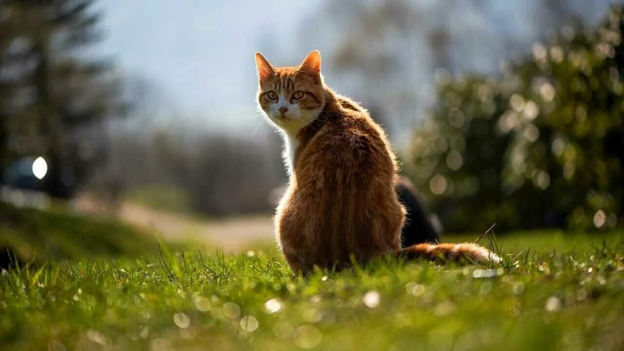 Кот сзади фото Обои для рабочего стола 1920x1080 высокого качества рыжие коты - купить по низко