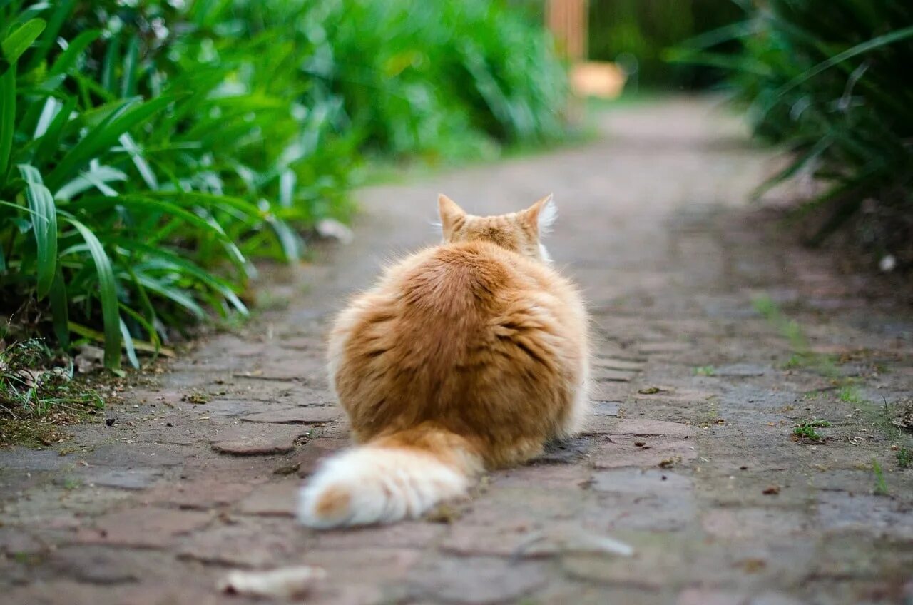 Кот сзади фото Why Do Cats Shake or Vibrate Their Tails? Vet-Verified Reasons Explained - Catst